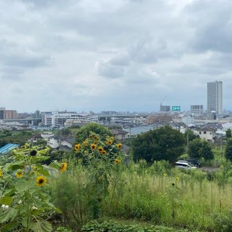 ひまわりが咲いていますね🌻🌻