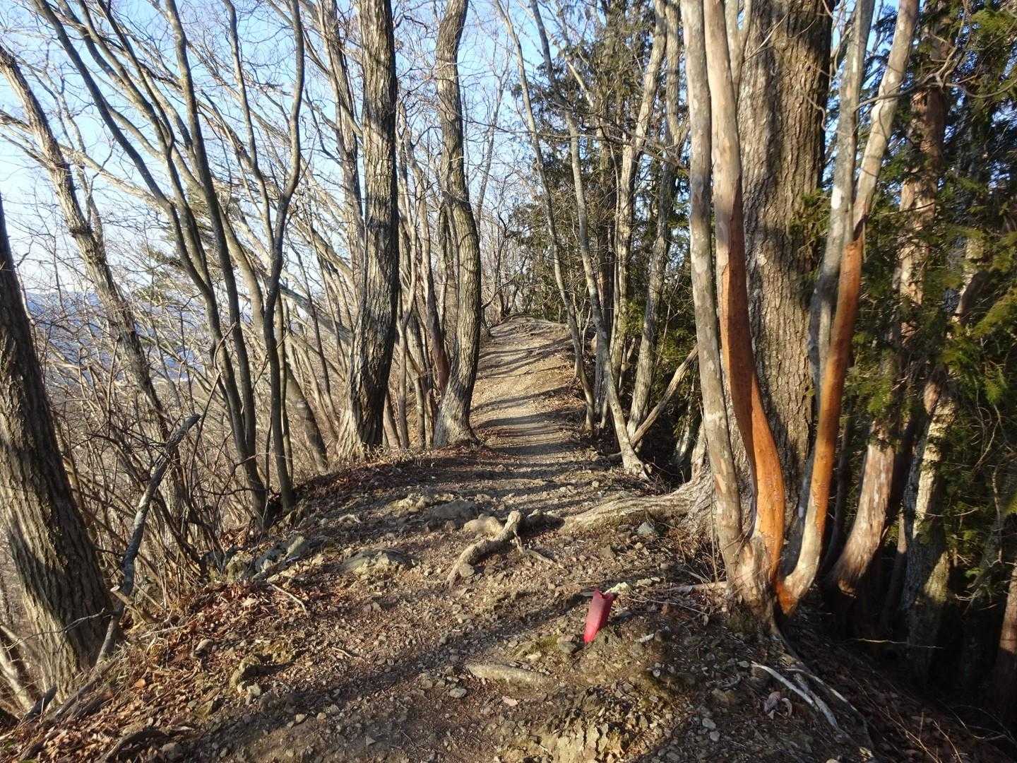 楽しい尾根道です〜左側には🗻富士山が見えてますよ👀