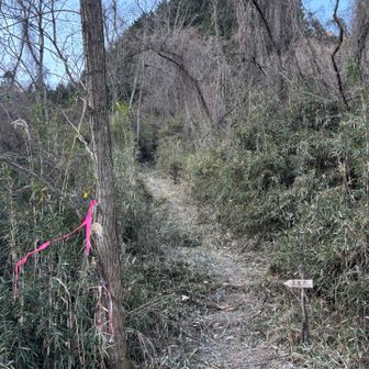 本当は屏風岩コースで行く予定でしたが、視界が悪い中、何かがガサガサしてて怖くなって引き返しました
多分ただの鳥か小動物だと思うのですが、何人かで行った方が安心