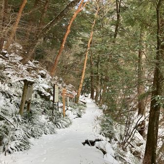 誰も歩いていない。動物の足跡か？しかない。