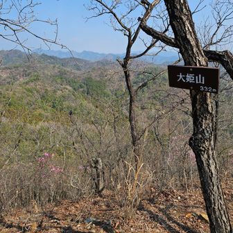 大姫山山頂、アカヤシオ🌸