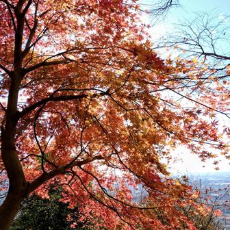 紅葉🍁（雨引山から）