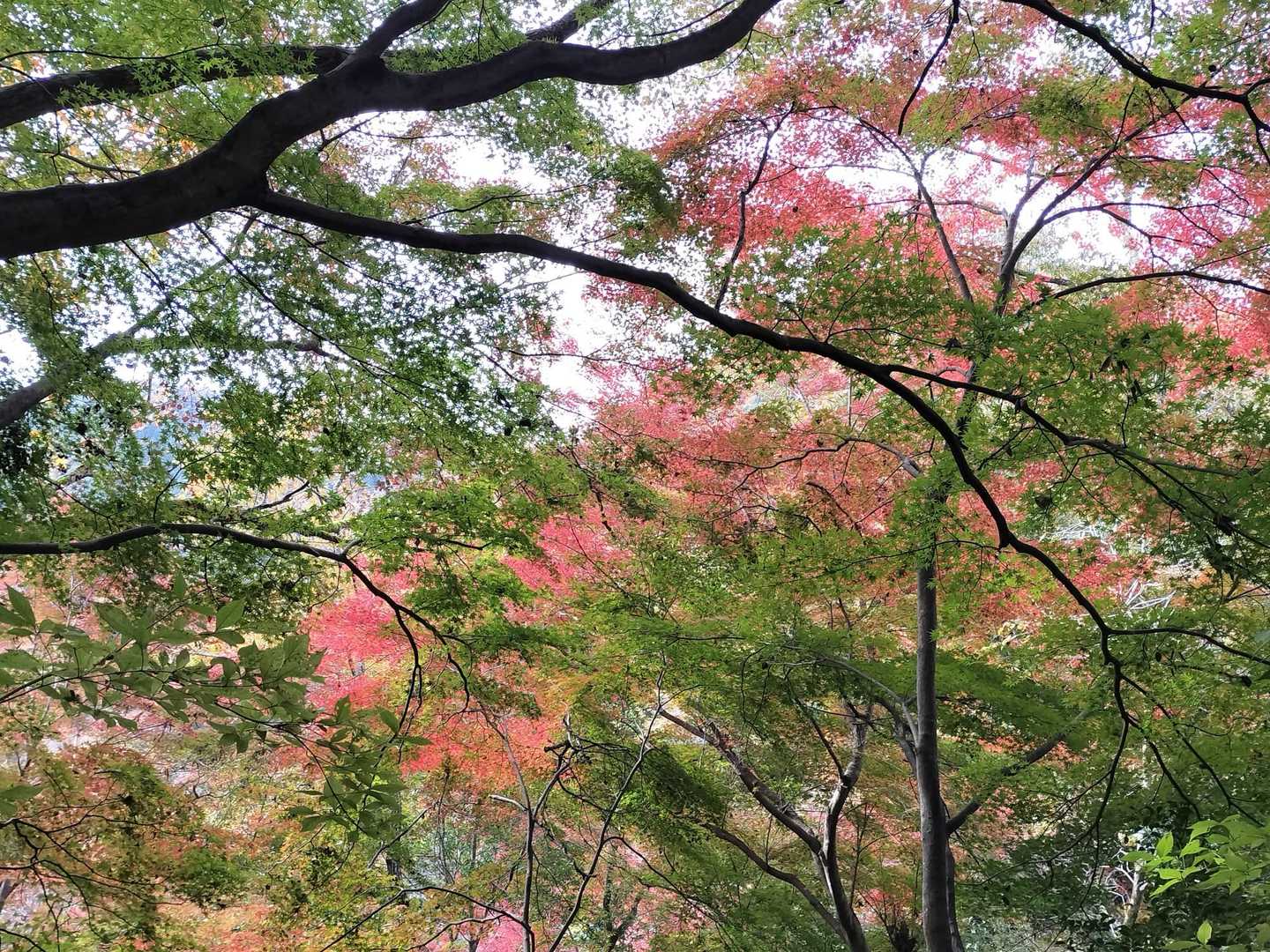 きれい🍁