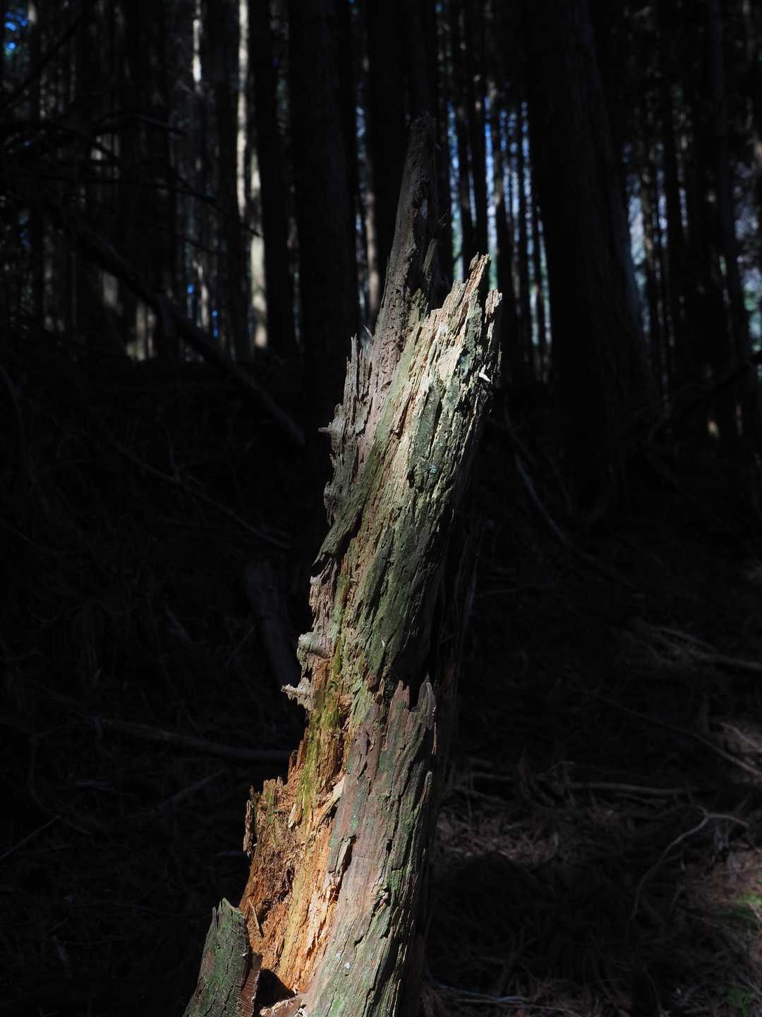 一ノ峰 往復コースの写真