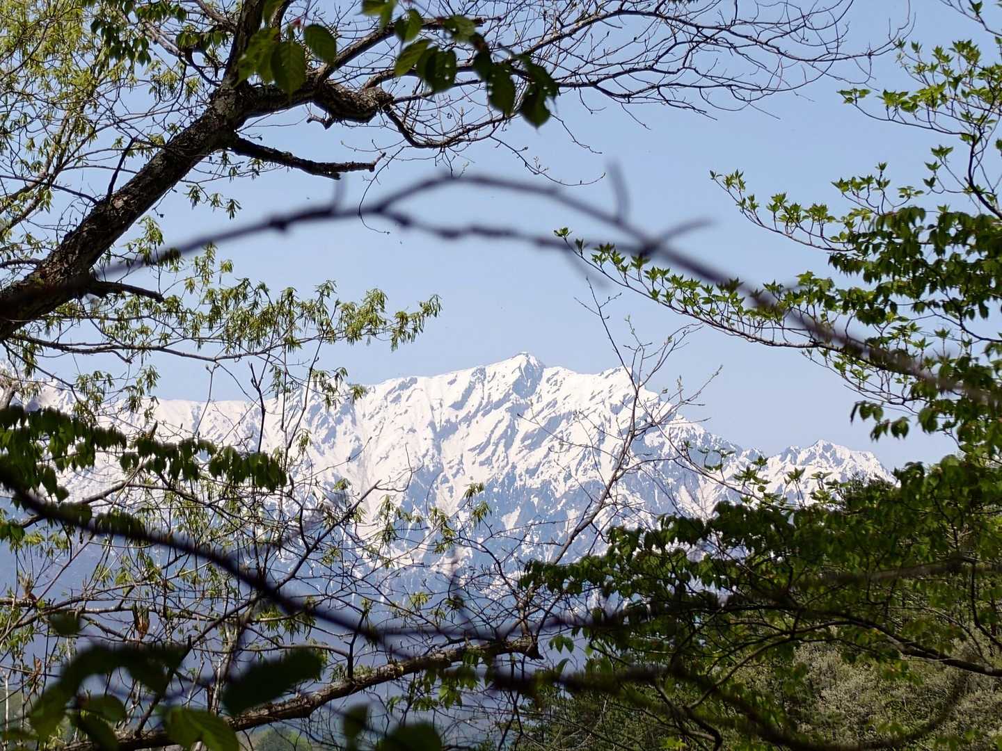歩きやすく緑のきれいな山道を気分よく下っていくと、木々の間から爺、鹿島槍