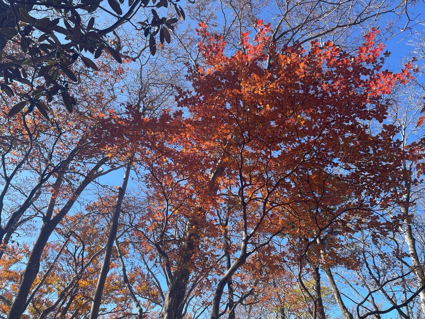 四季見橋登山口-親父山-障子岳 周回コースの写真
