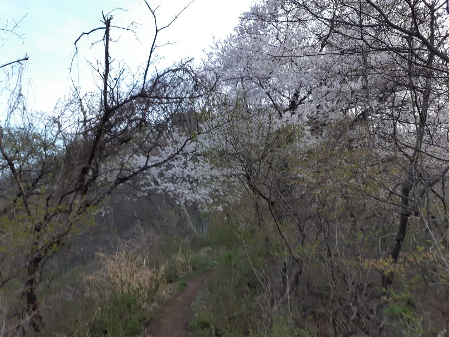 光城山ほどじゃないけど、登山道にも桜あり