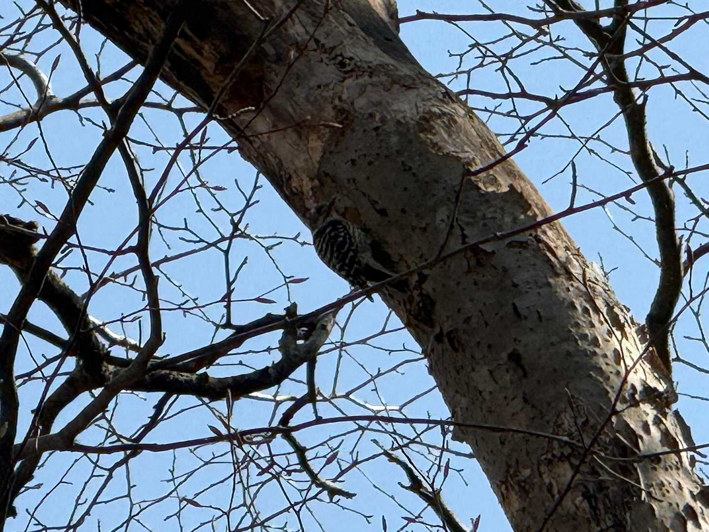 トントントン…👂
キツツキ⁉️