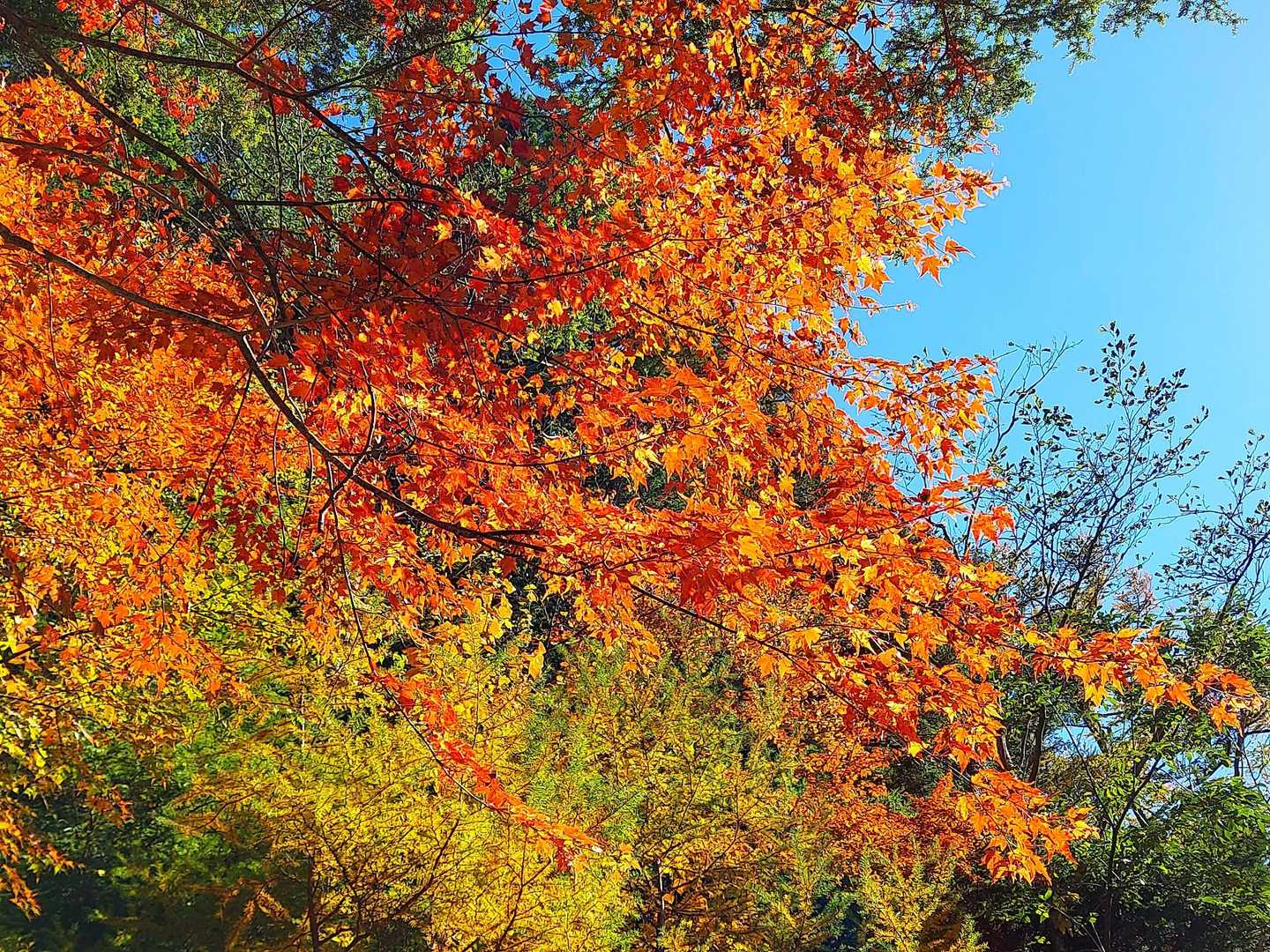 徳沢登山口-長塀山-蝶ヶ岳 周回コースの写真