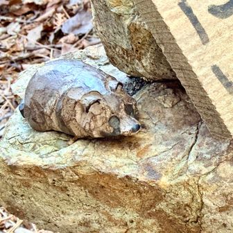 たぬきさん、めちゃかわ🤎