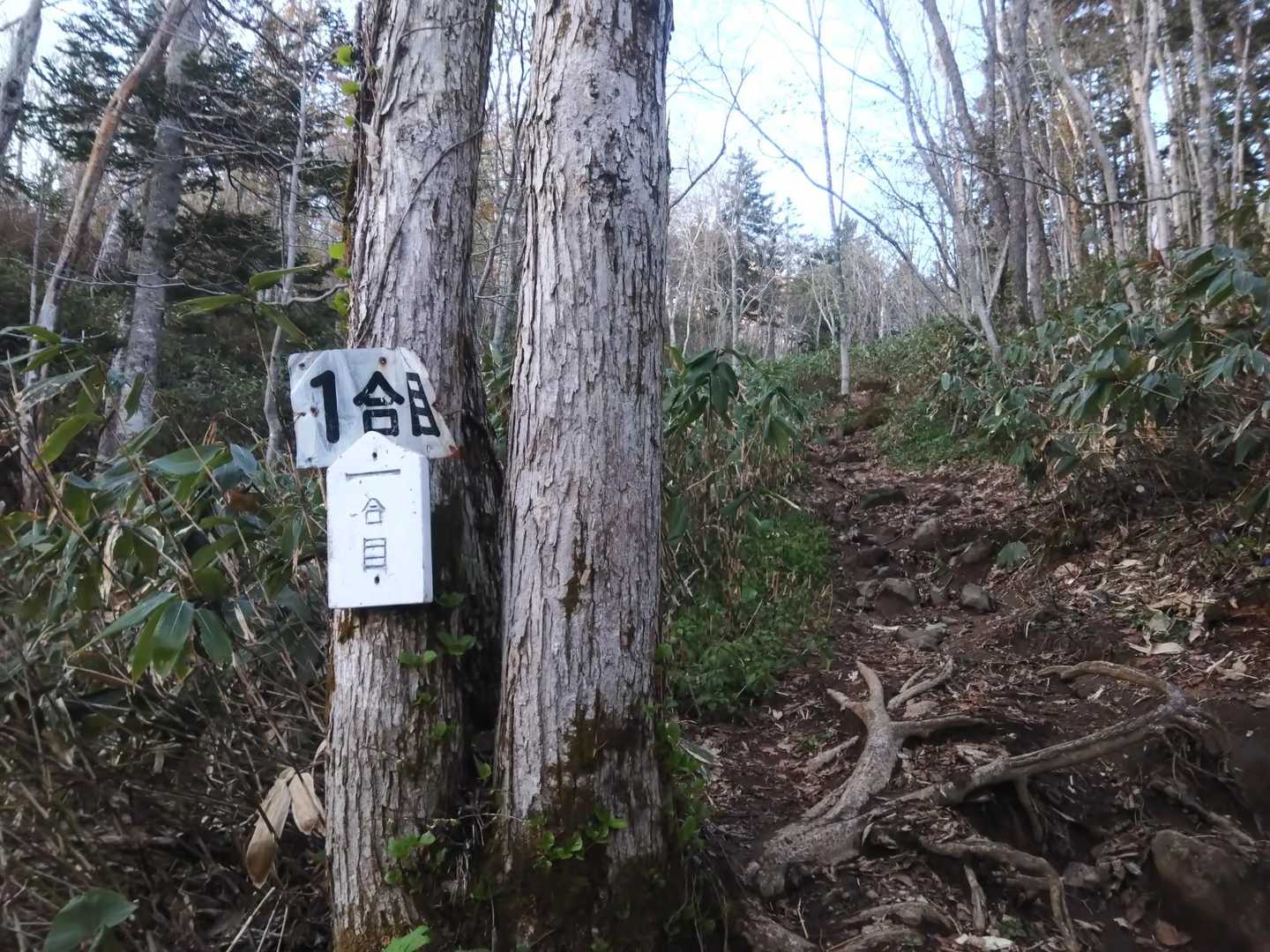 真狩登山口-南コブ 往復コースの写真