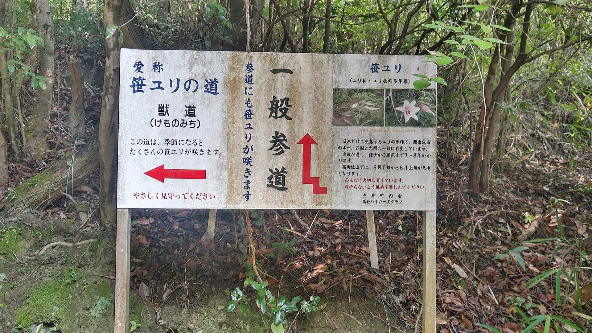笹ユリの道から