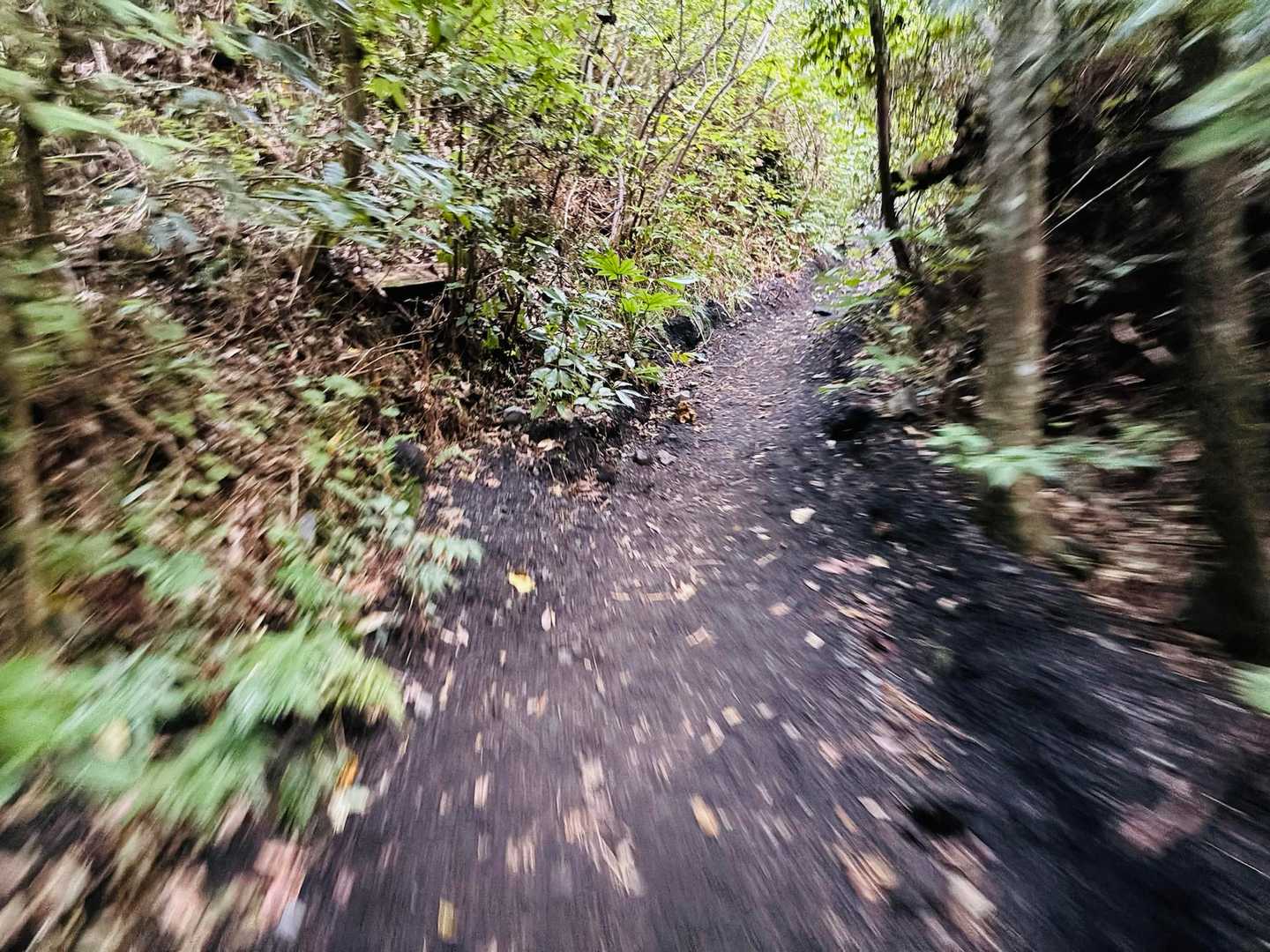 昨夜の恐怖でちょっと寝過ごしたので、急ぎ足で登山道に突入！