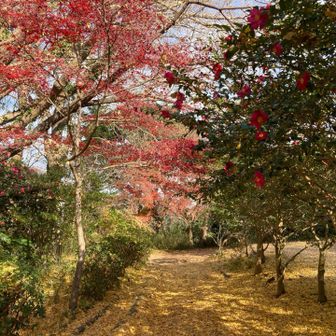 源氏山、紅葉ピークの時に来てみたい