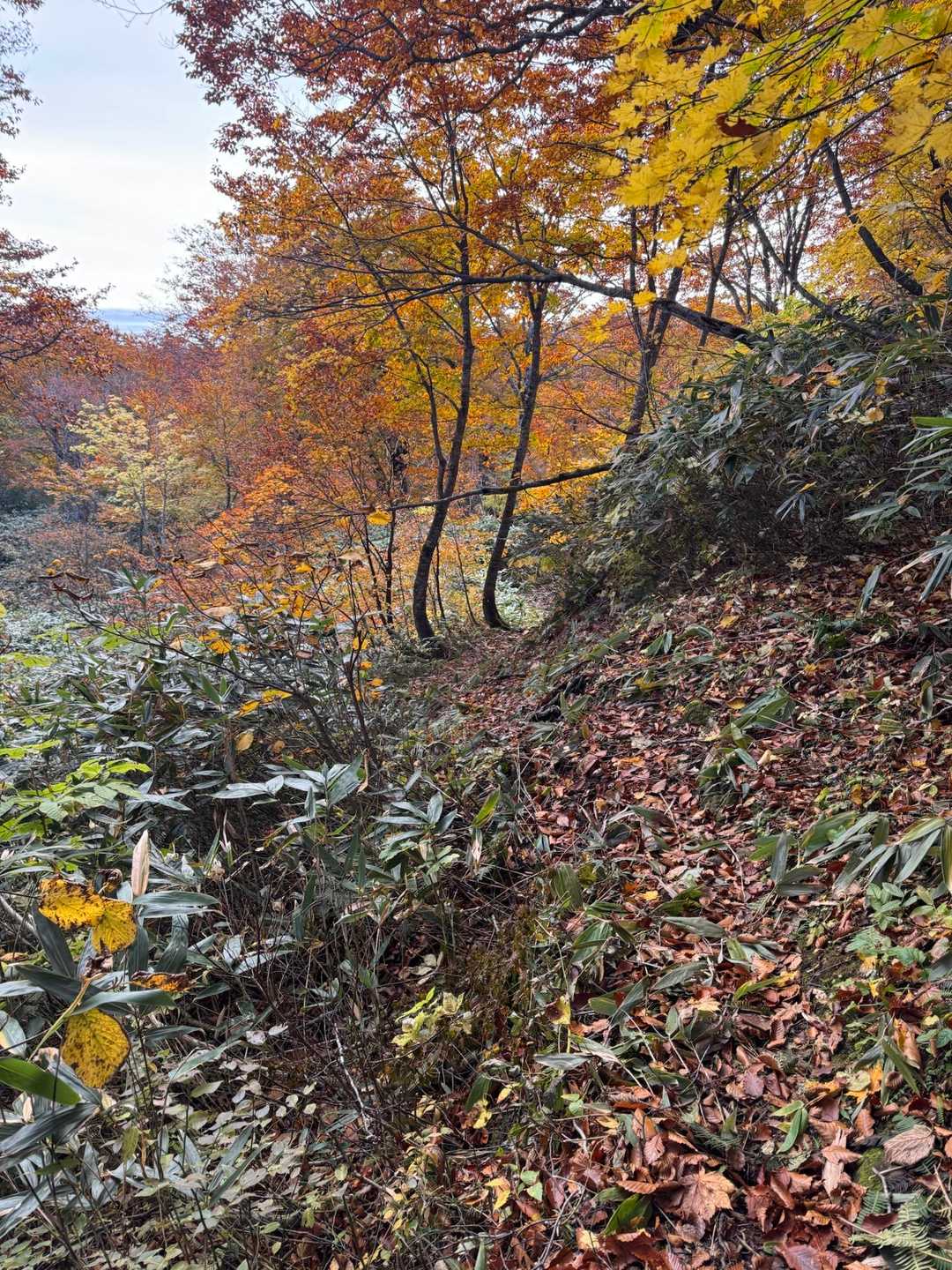 紅葉の中歩けるなんて幸せ🩷