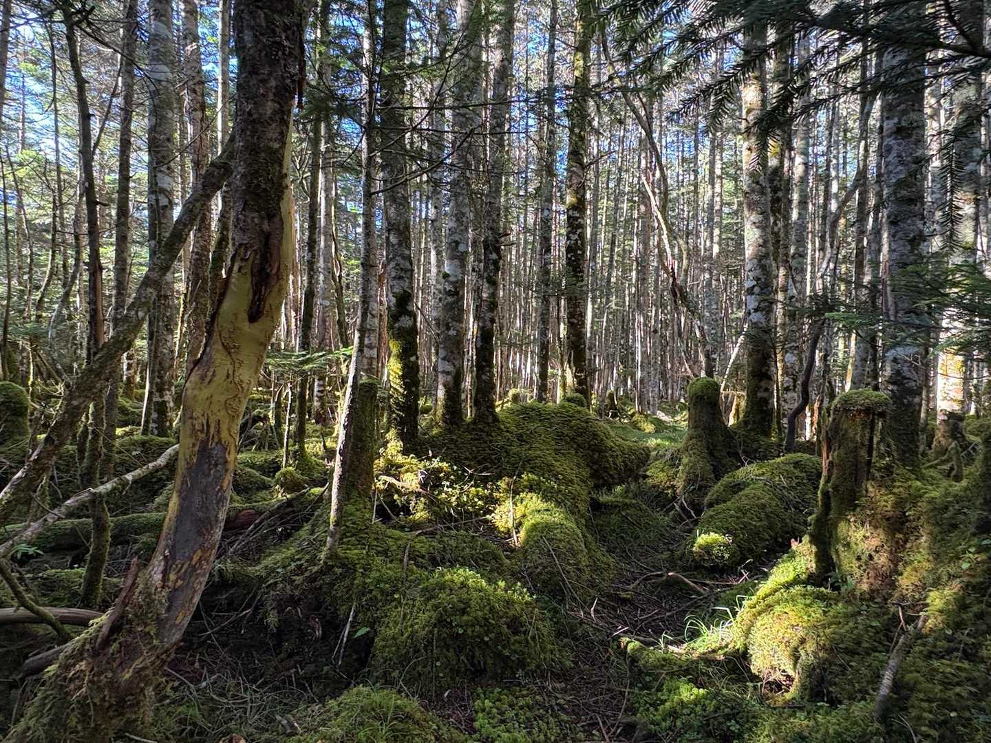 北八ヶ岳らしい苔の森が続きます💚
