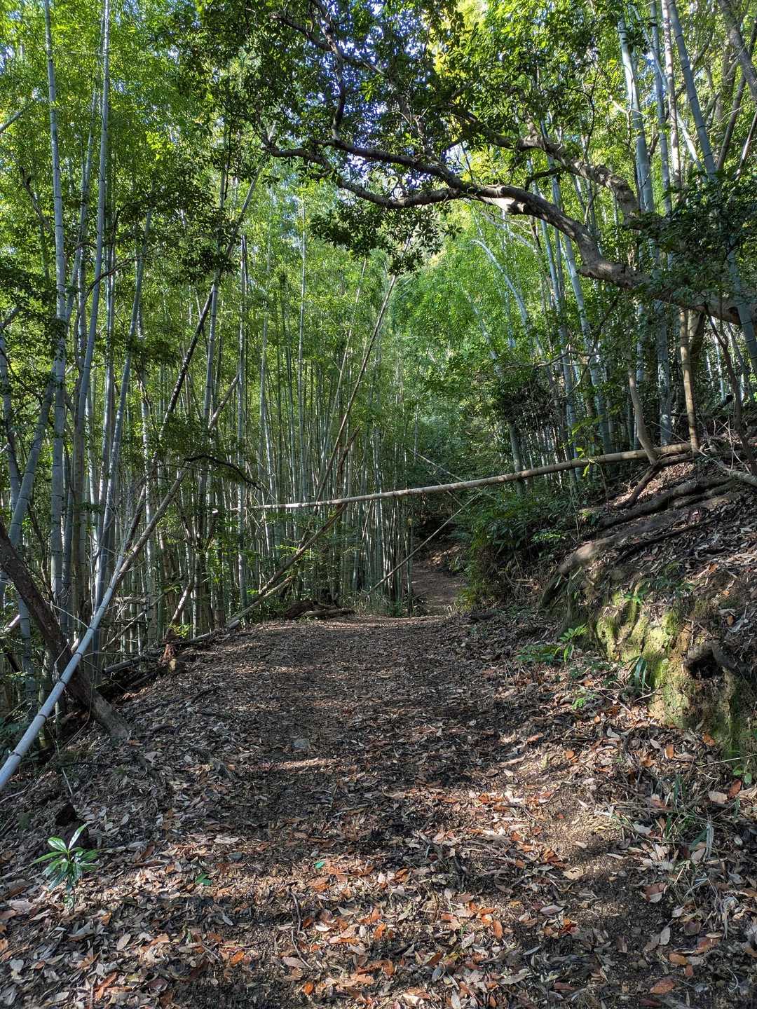 しばらく広い道、竹が美しい✨