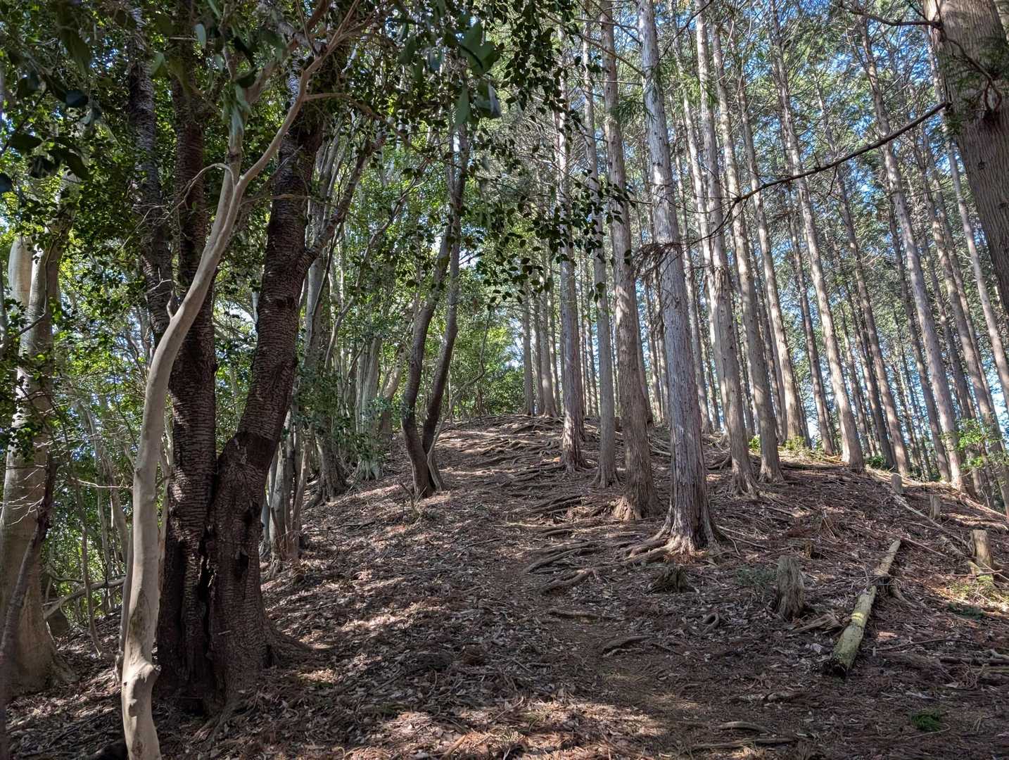 孫太尾根登山口-丸山 往復コースの写真