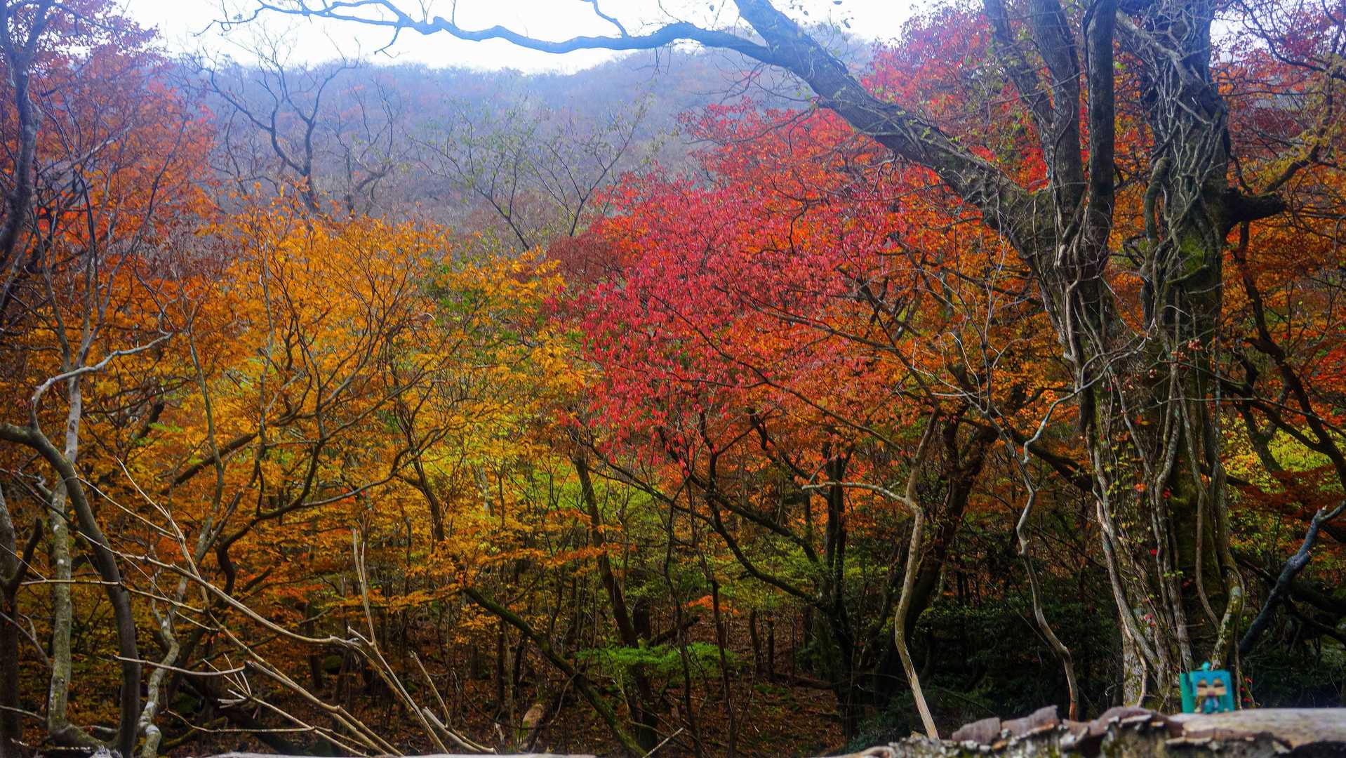 この辺は上の紅葉も綺麗だ
