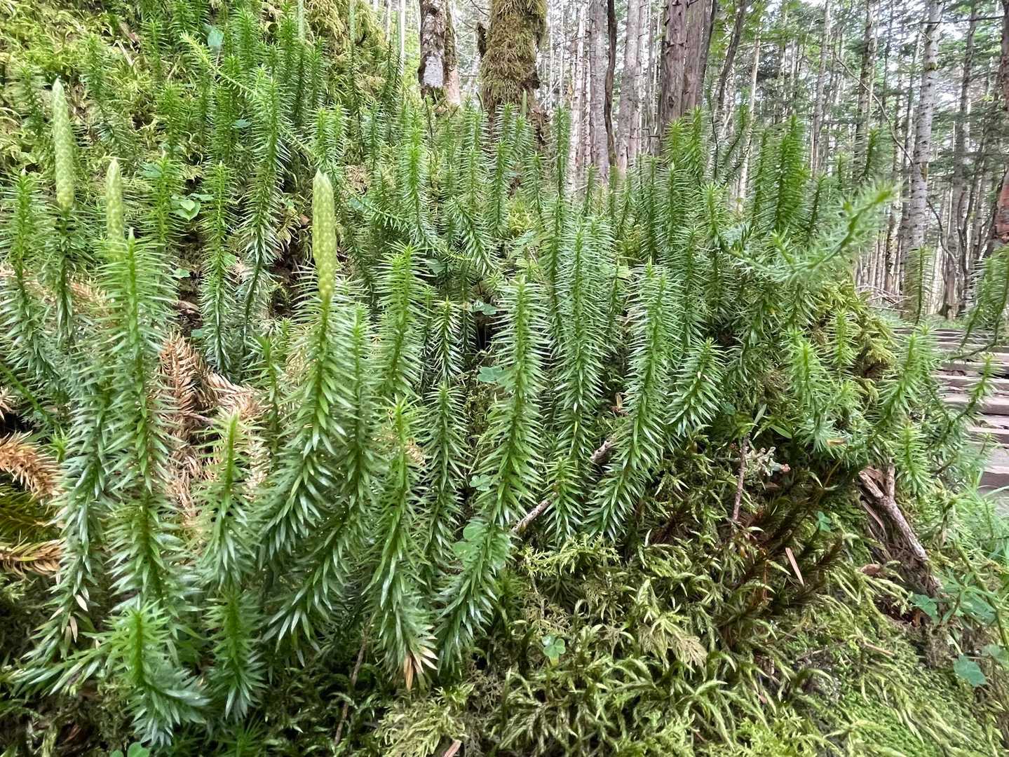 タカネスギカズラ、密生🌱