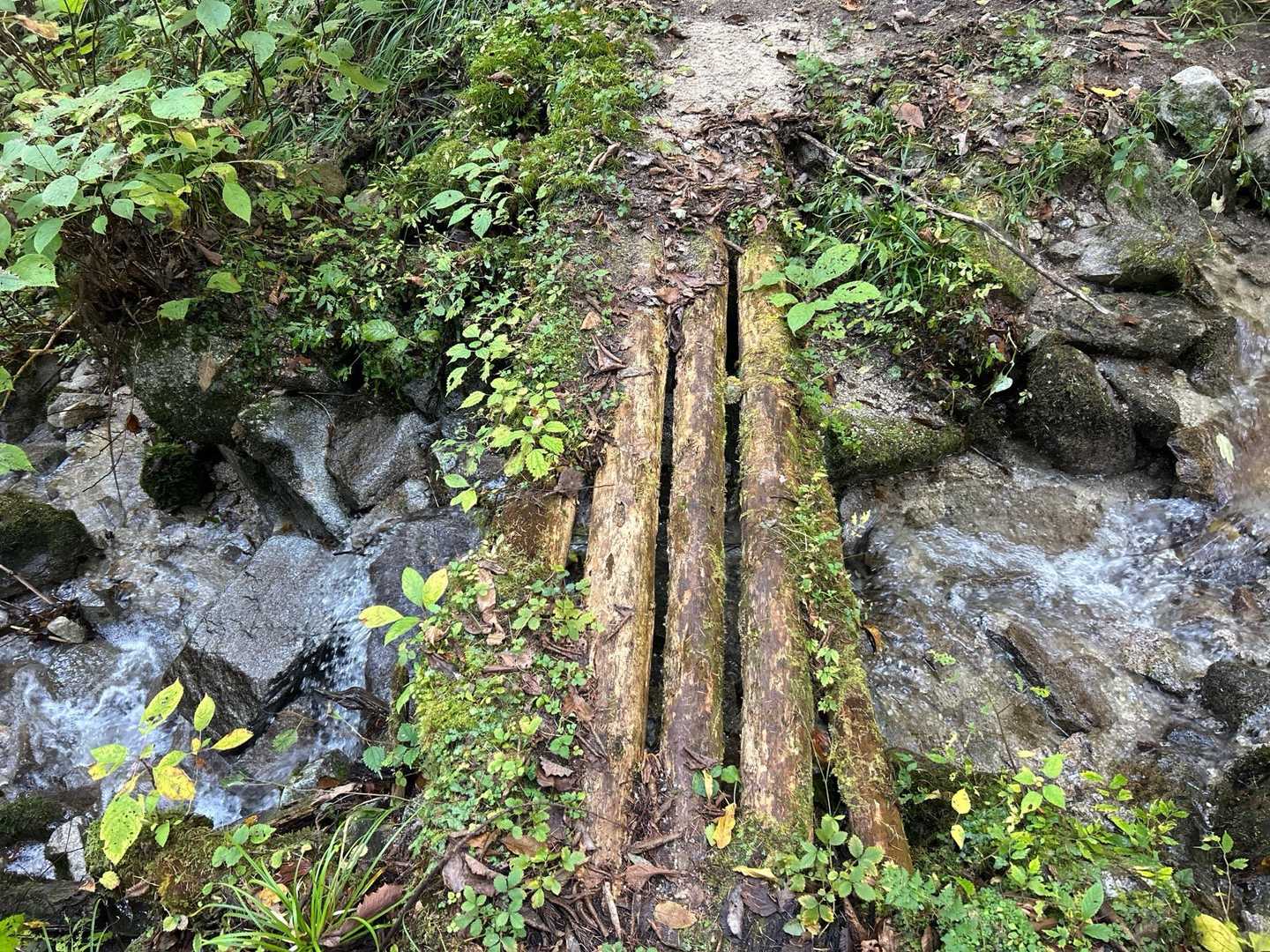 サイモン　が　あらわれた。

※木の橋と沢💧