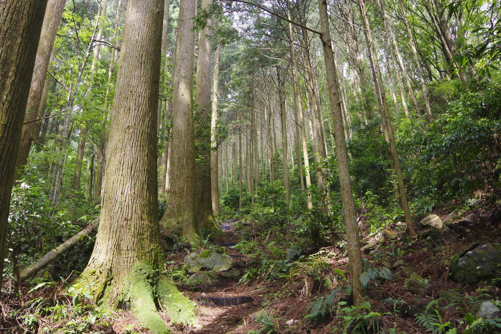 雨上りの森。林床は意外と泥濘なし。