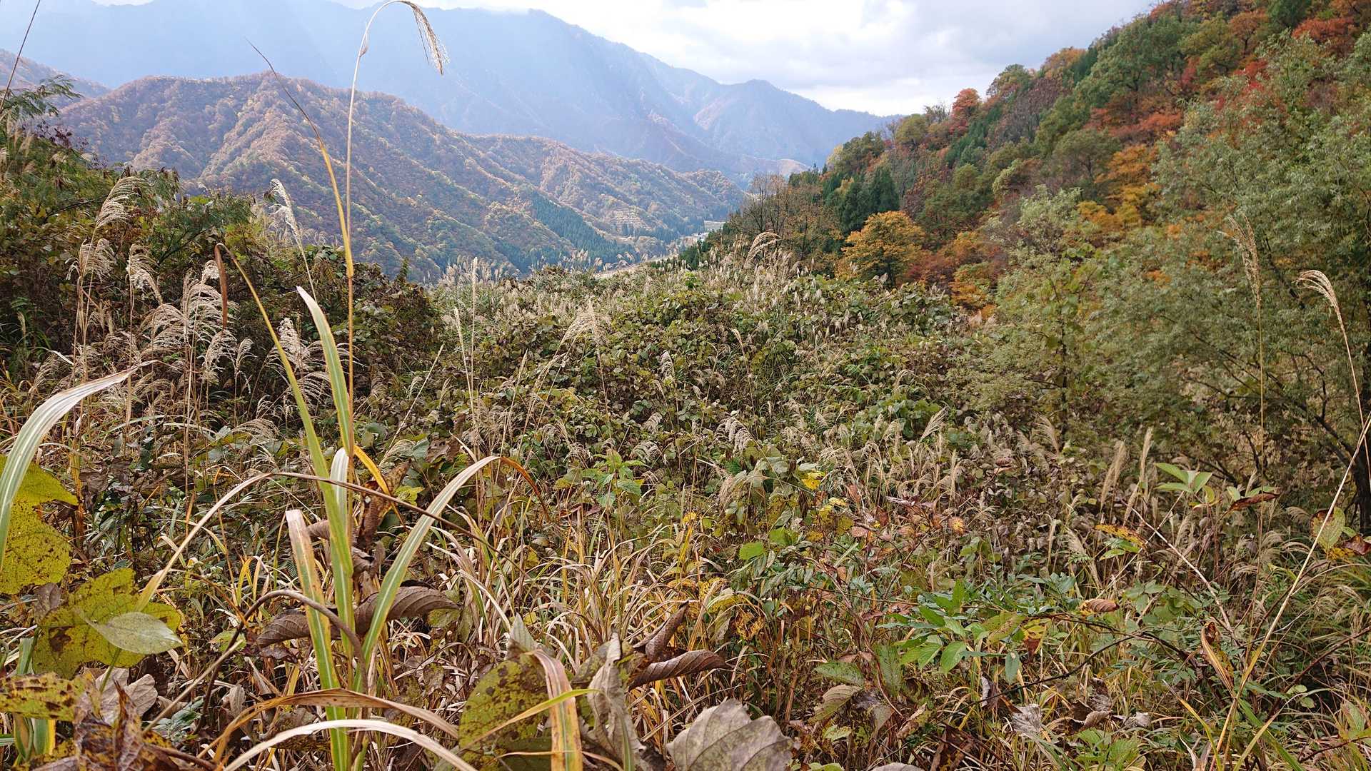 ひたすら 登山道発見できず 直進あるのみ❗