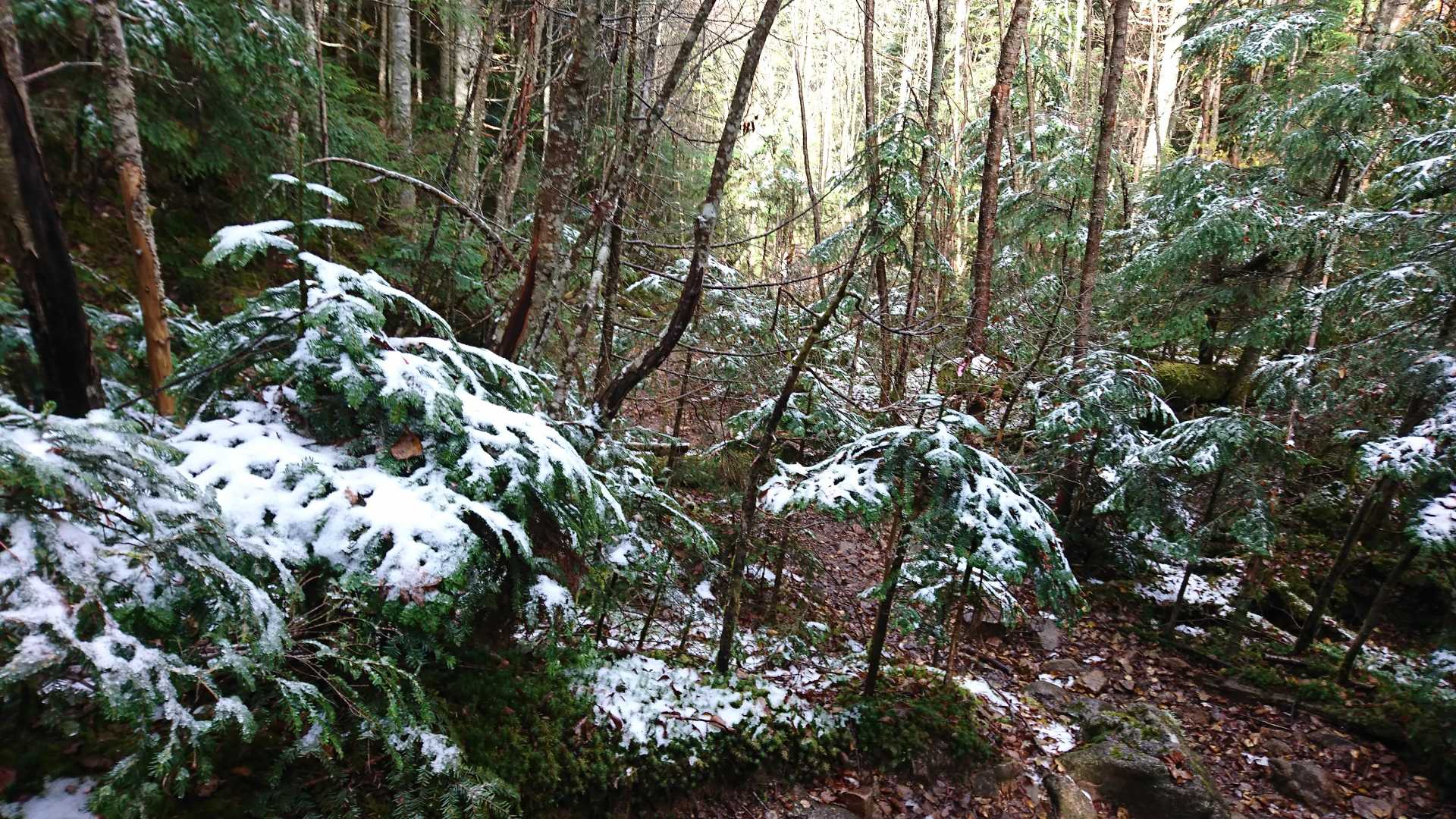 葉の上の白いものは雪なんです。未明に登山口では少雨でしたが、標高が高い処では、雪が降ったようです。これが朝からぼたぼた溶け落ちて雨のようでした。小生は傘をさして歩きました。
