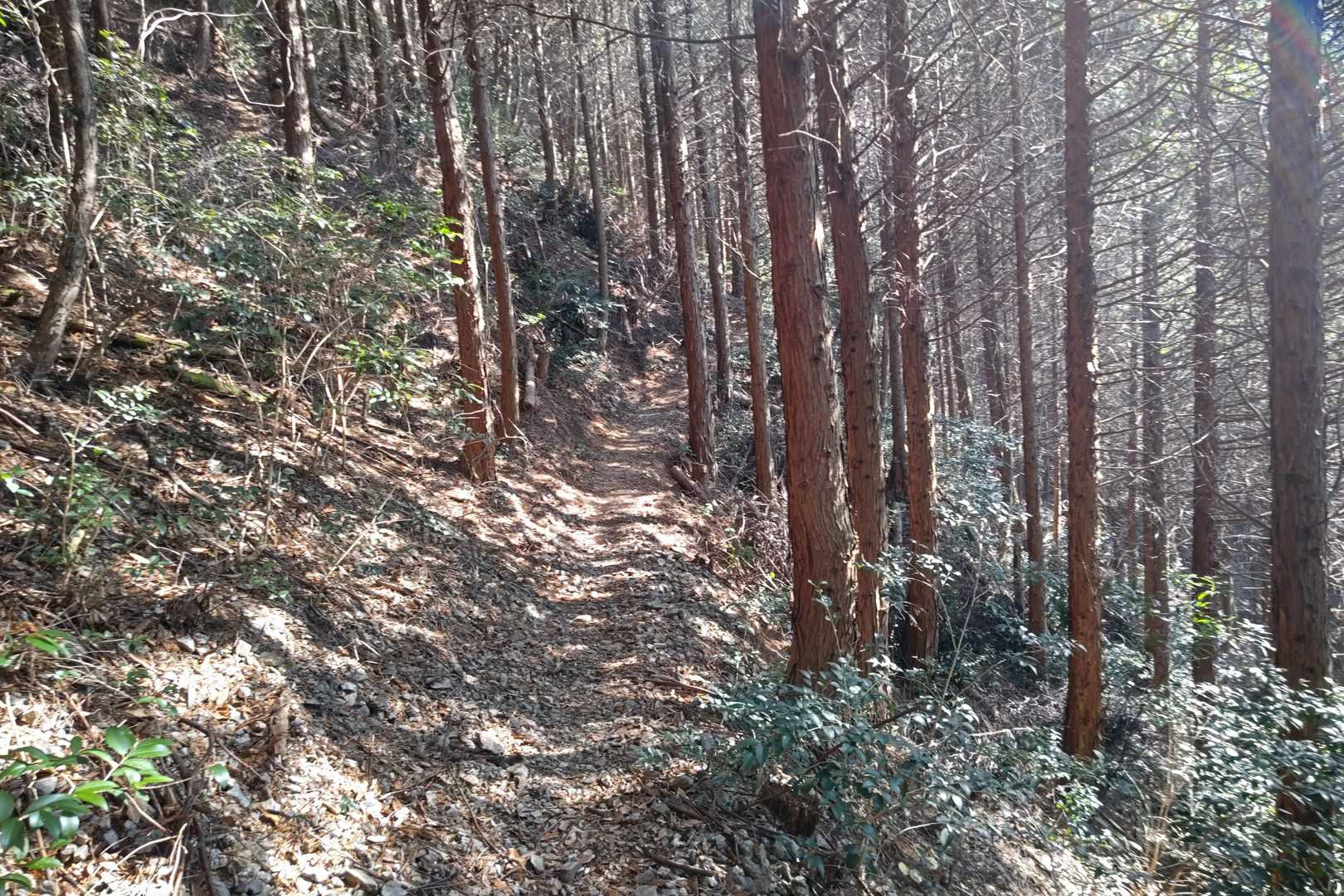 大師山-三ヶ岳 往復コースの写真