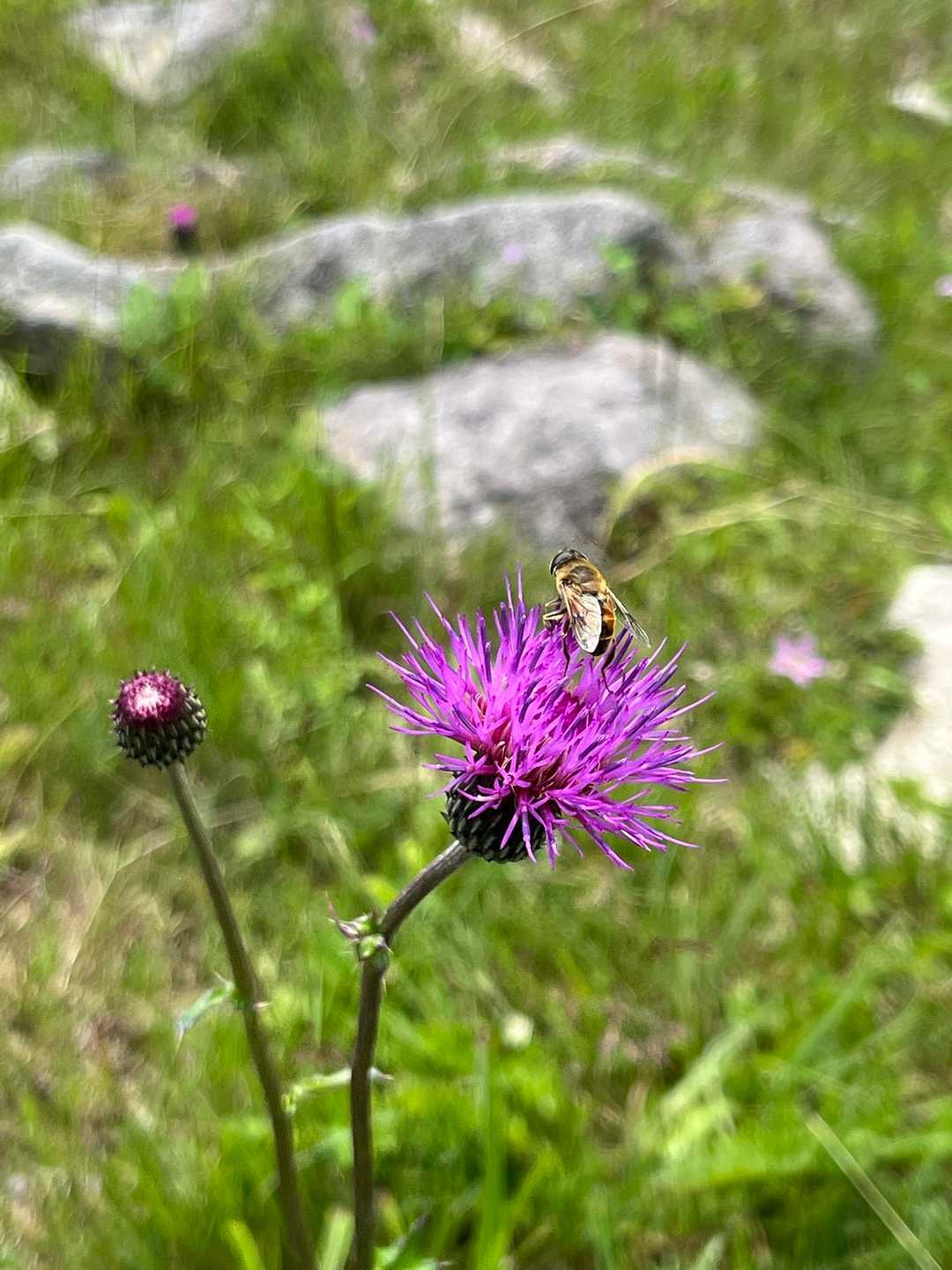 お花もたくさん咲いていました😊