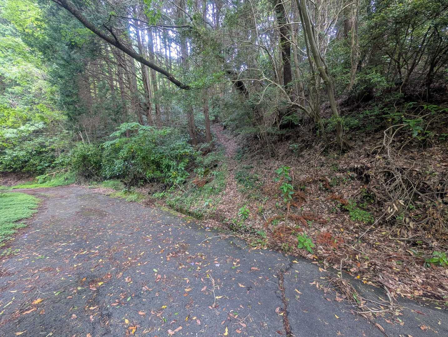 ここから 千石林道へ下山。