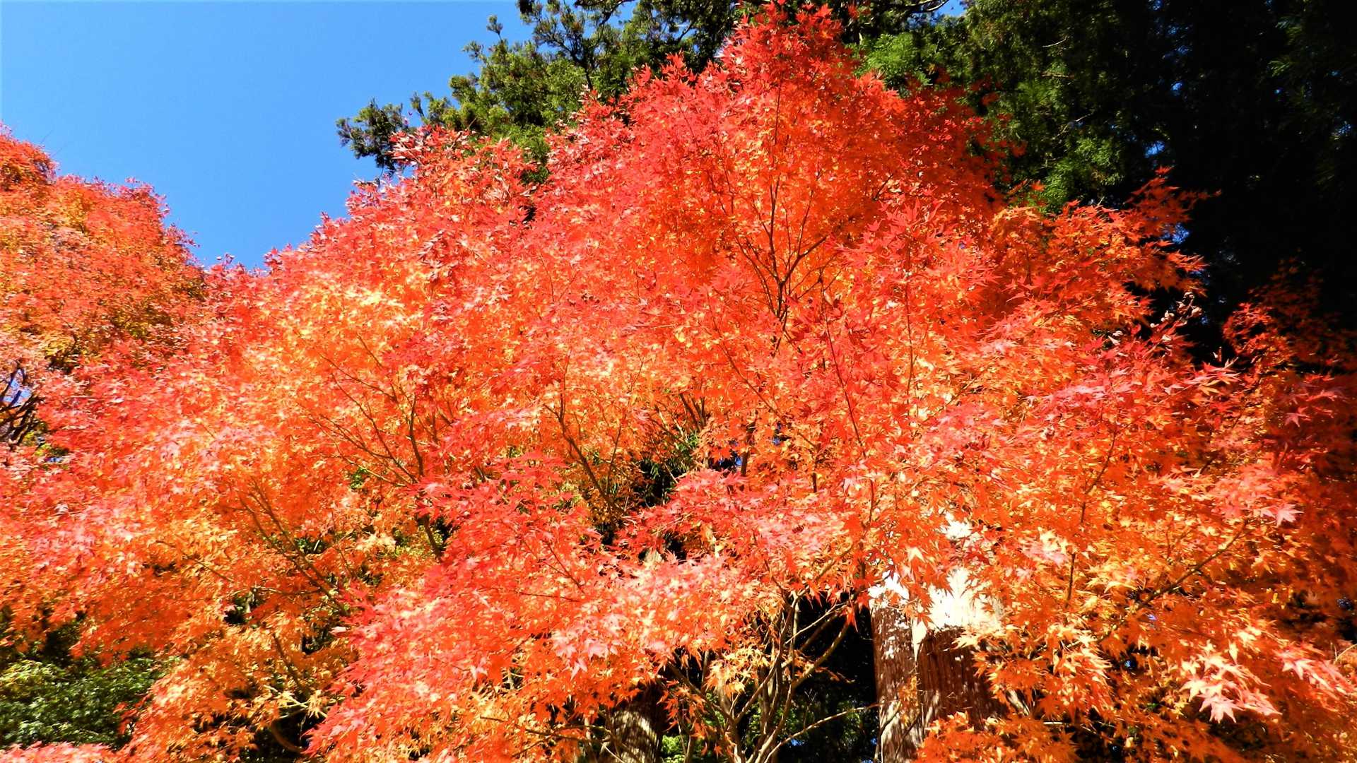 燃える萌える🍁