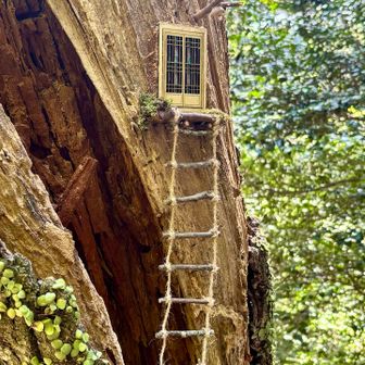 木の幹に🪾ハシゴとドアが❣️
誰が住んでいるのかな？