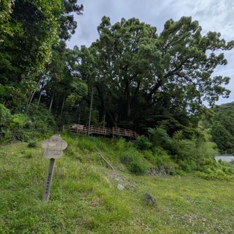 上谷の大クス🌳