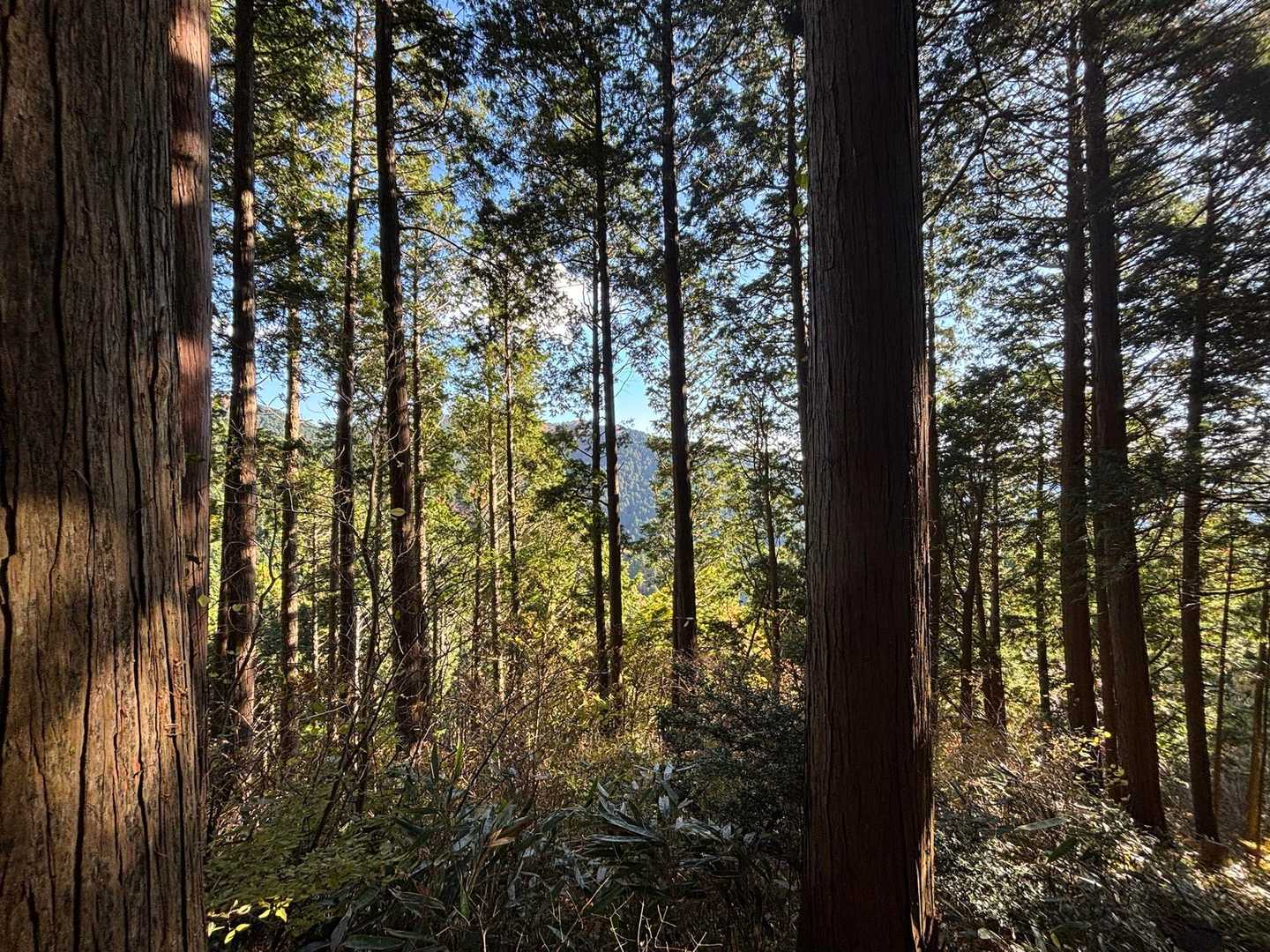 山道の途中から🤳