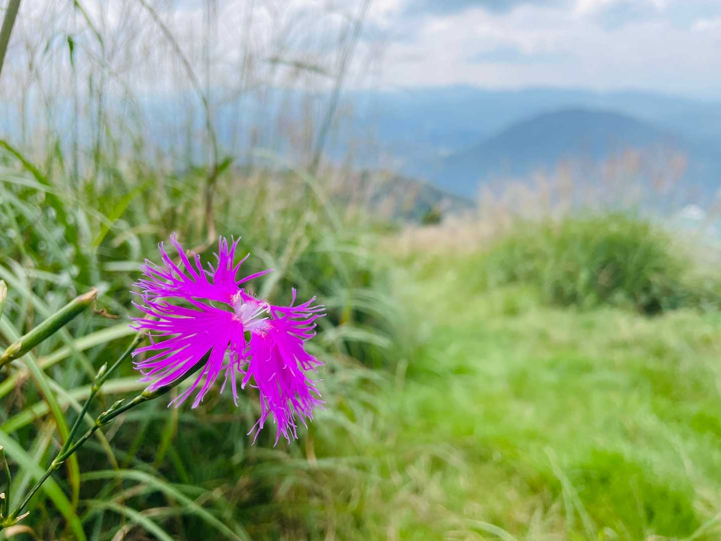 高杉山（広島県）の最新登山情報 / 人気の登山ルート、写真、天気など