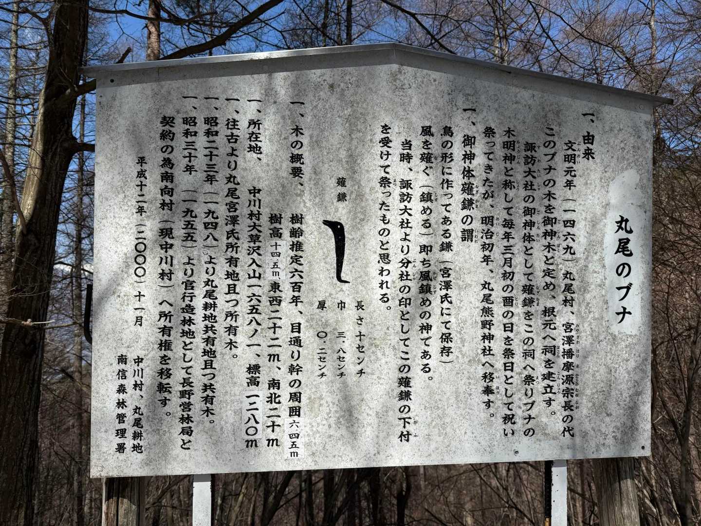 八幡神社-陣馬形山登山口-赤松の大木-丸尾のブナ-陣馬形山 往復コースの写真