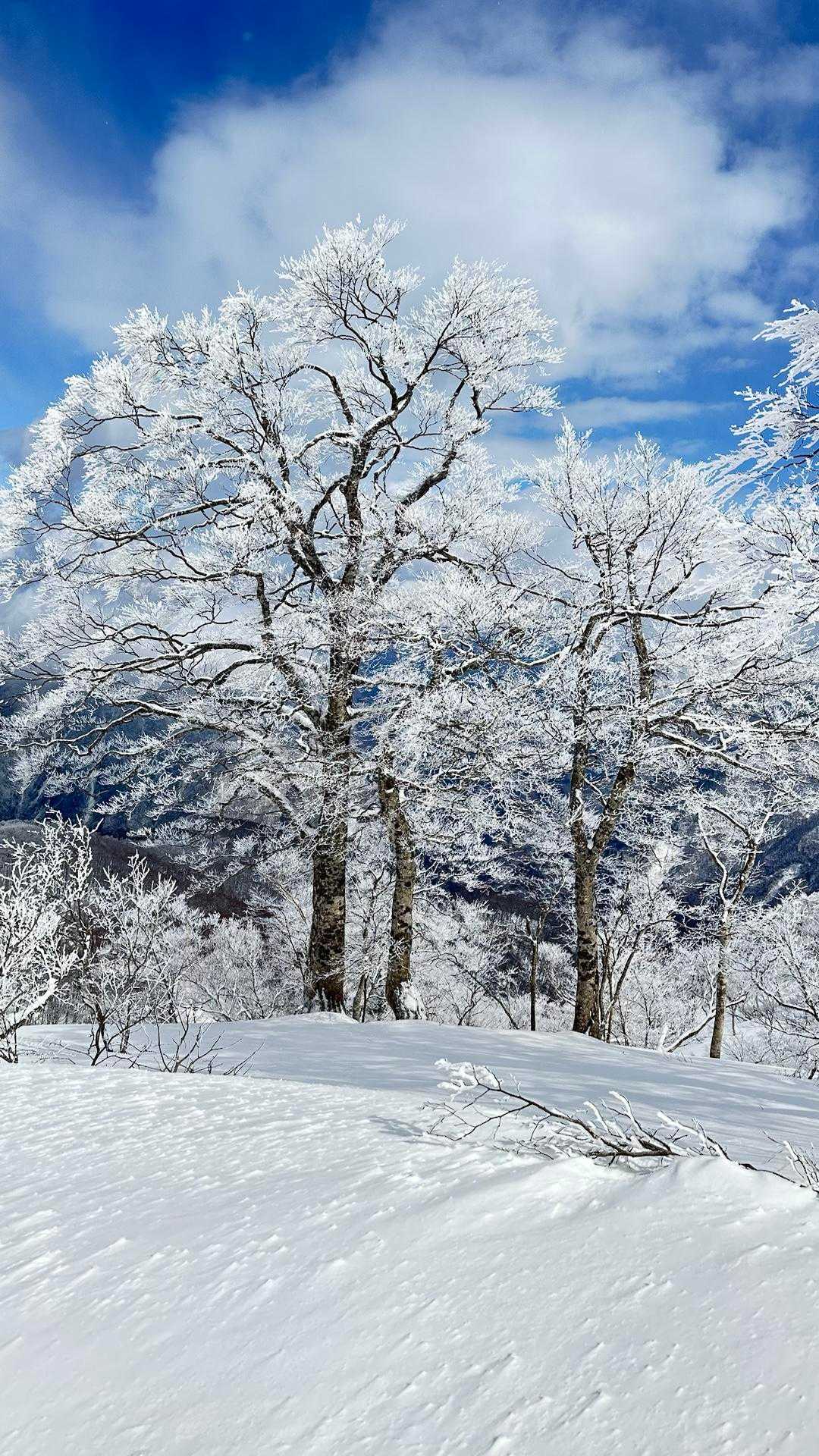 勝原コース | 旧スキー場を抜け、巨ブナの森、鎖場を越えて立つ「大野富士」の写真