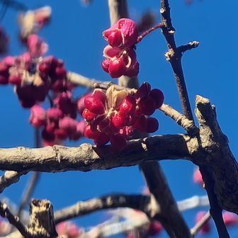 コマユミ（実）