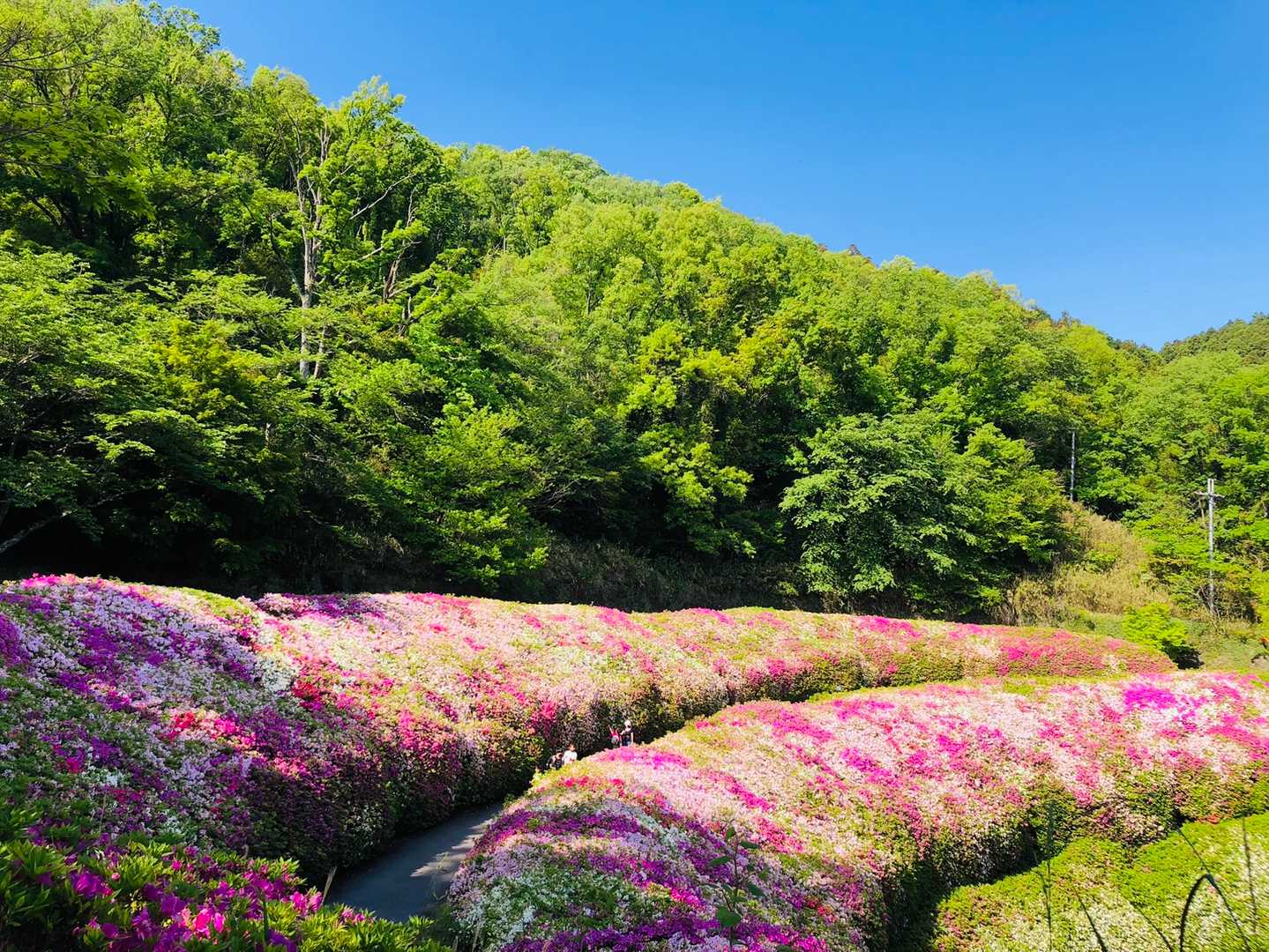瓢簞山駅-客坊大橋登山口 周回コースの写真