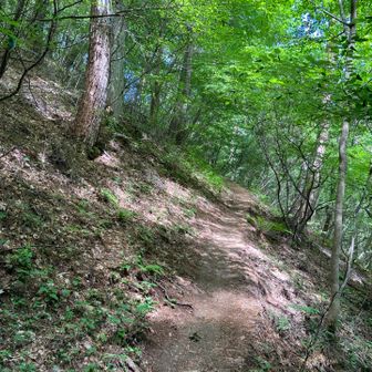 登山道は快適