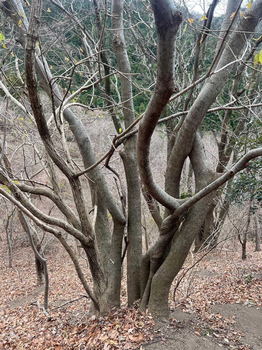 これも木の合う仲間じゃね？？（看板なし