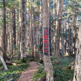 皆さん写真撮られてる赤字の看板　意外と小さかった
南アルプスらしい森の中　小無間山から先は気持ち良く歩けます