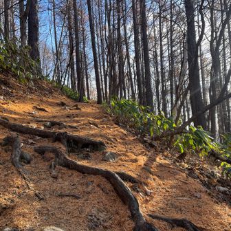 フカフカなカラ松の落ち葉の絨毯😍