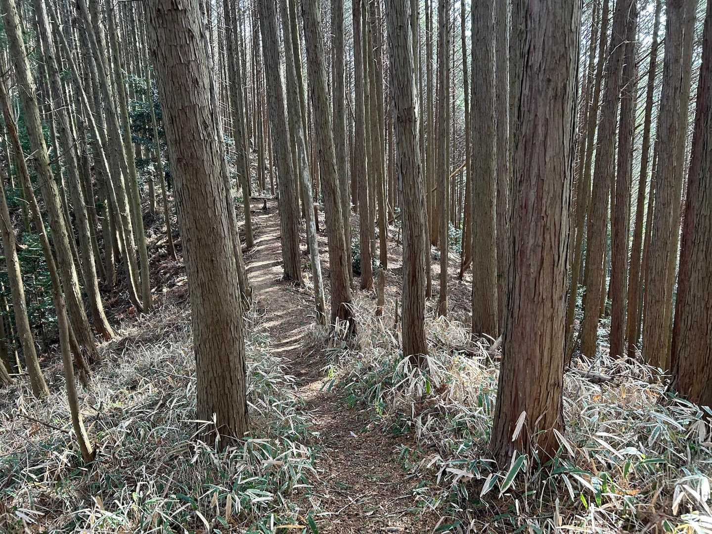 大国見山 往復コースの写真