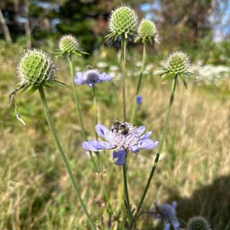 高度2000mを超える　季節終わりを感じるマツムシ草