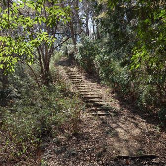 左は階段ですね。階段は嫌いじゃありませんが、白く見えるのは日差しの加減で、アセビではありません。