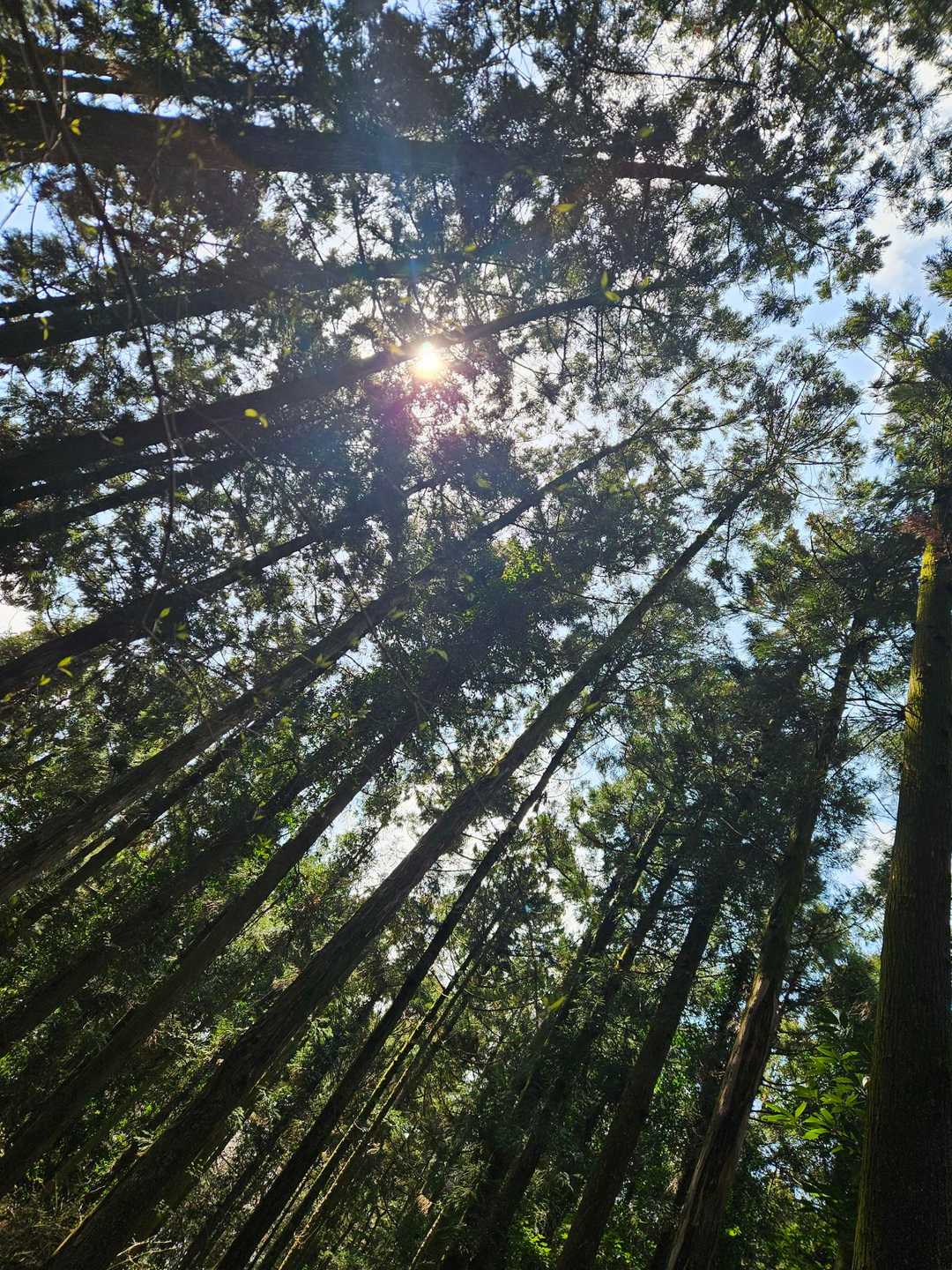 弓立山 往復コースの写真