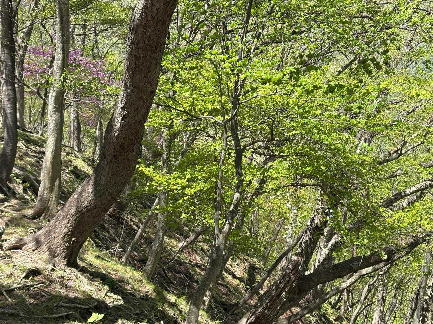 少し下がった所に１本だけ早めに開花するシロヤシオ
右端にだけ花が付いている状態です
昨年は枝いっぱいに花が付いていたのですが
今年はほとんど花が付いていないので登りの時に気づかずに通り過ぎてしまったほど🥲