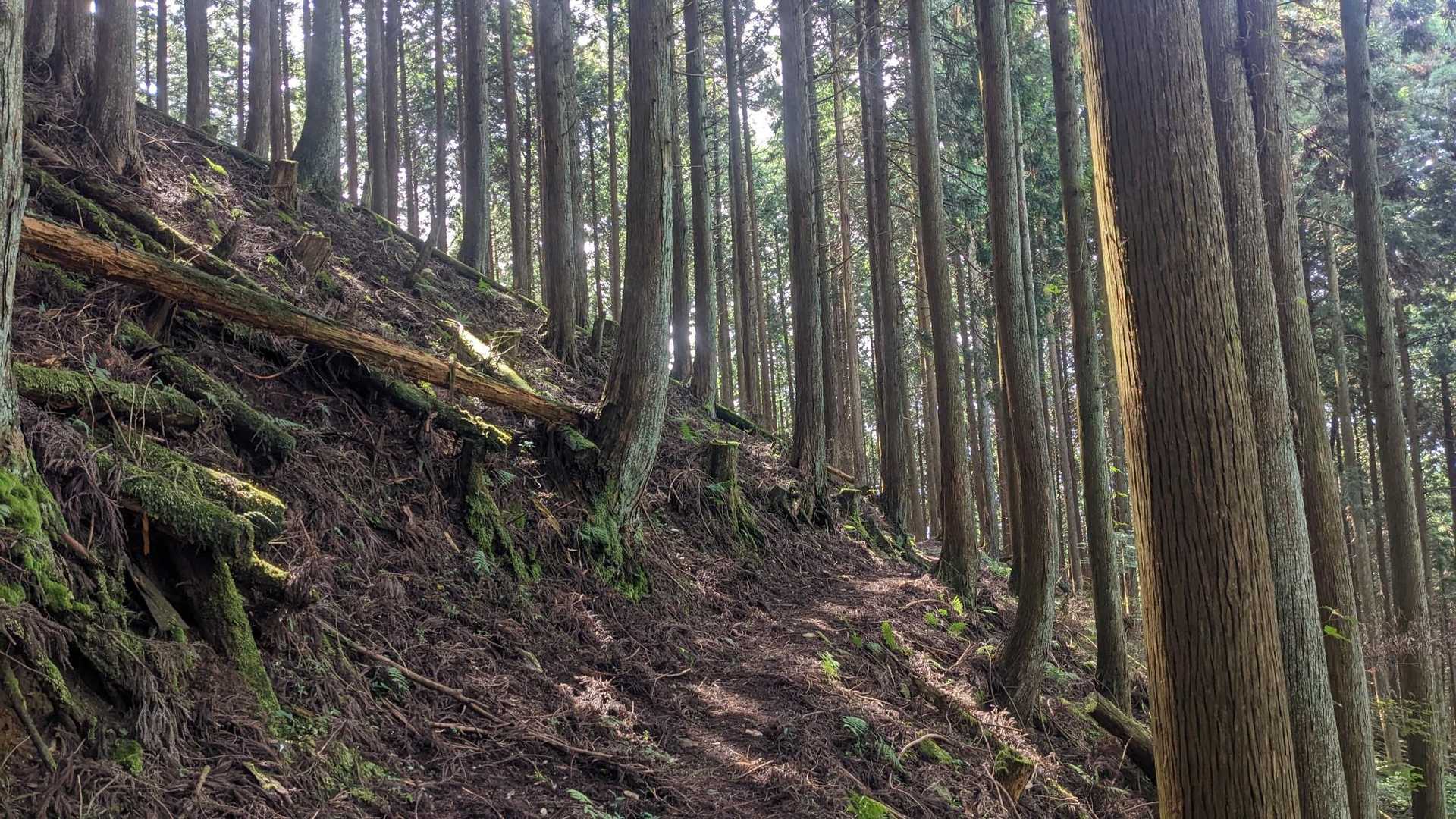 景色は見えなくても、何か歩いてても気持ちが良いし、雰囲気が良くて結構楽しいんです♫